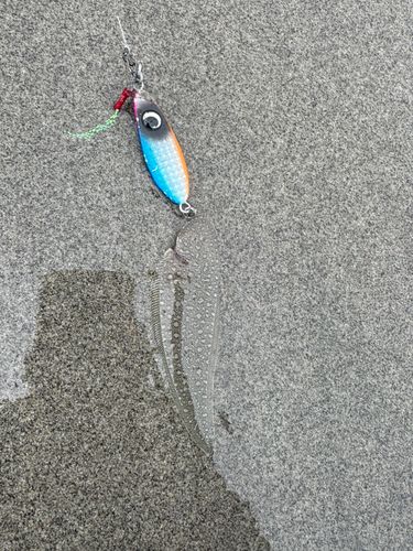 シタビラメ