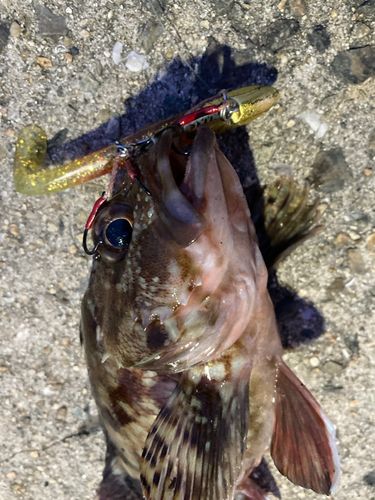 ガシラの釣果