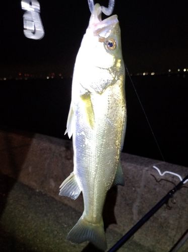 セイゴ（マルスズキ）