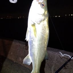 セイゴ（マルスズキ）