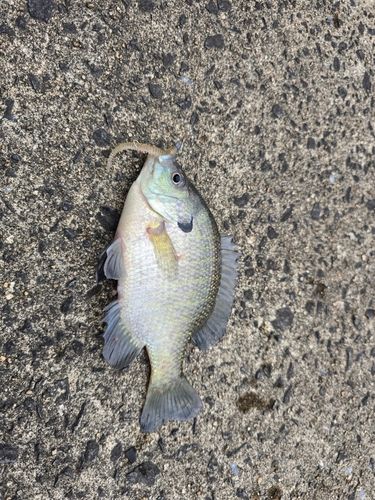 ブルーギルの釣果