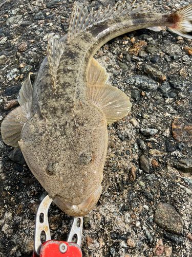 マゴチの釣果