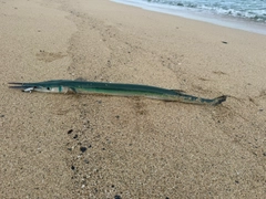 ダツの釣果