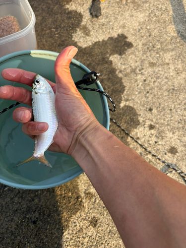 コハダの釣果