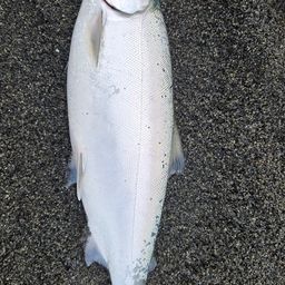 サクラマス