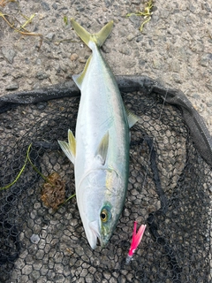 ヤズの釣果