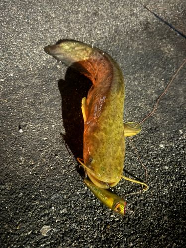 ナマズの釣果
