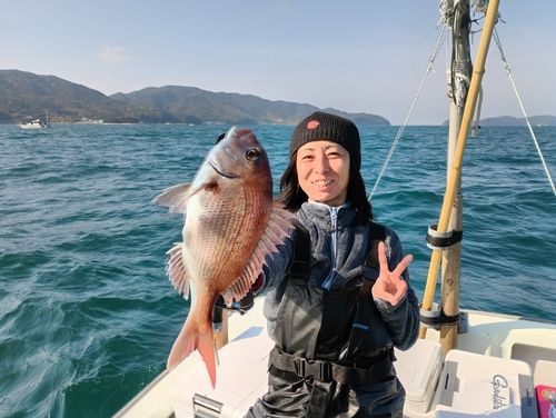 マダイの釣果