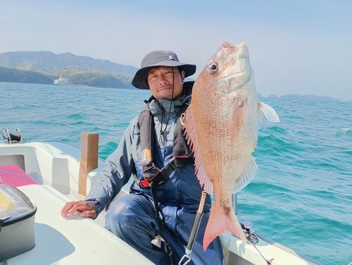 マダイの釣果