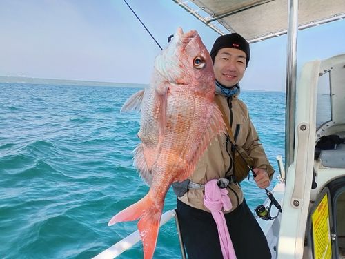 マダイの釣果