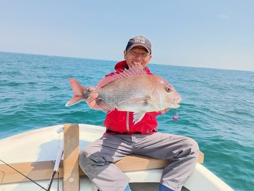 マダイの釣果