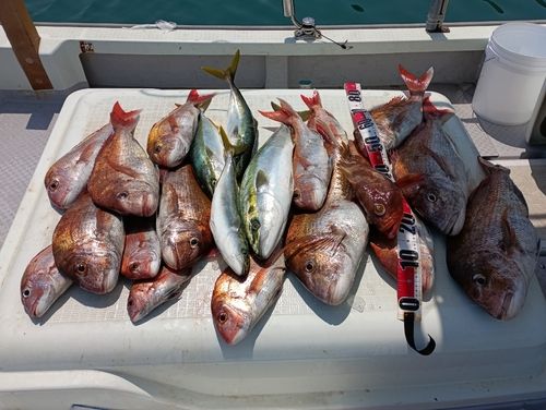 マダイの釣果
