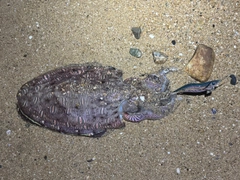 モンゴウイカの釣果