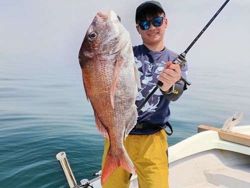 マダイの釣果