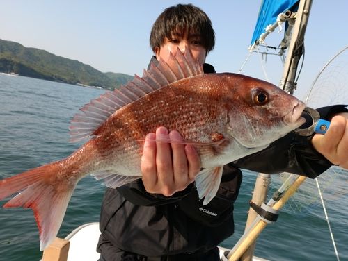マダイの釣果