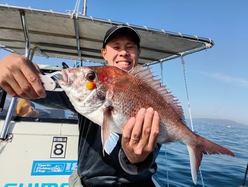 マダイの釣果