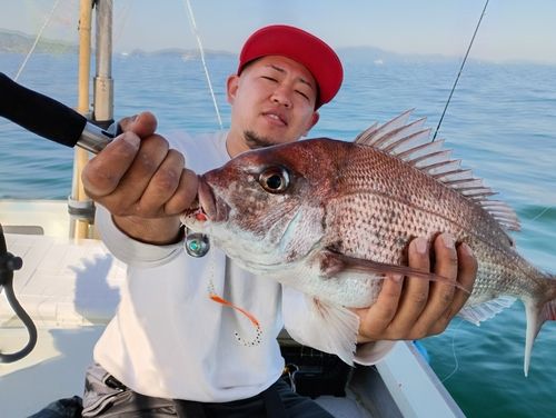 マダイの釣果