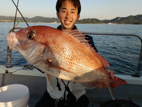 マダイの釣果