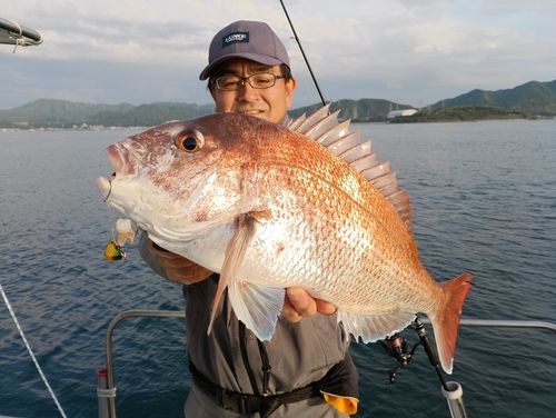 マダイの釣果