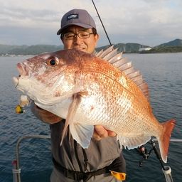 マダイ