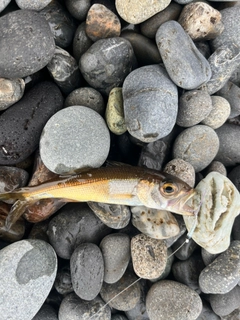 ムツの釣果