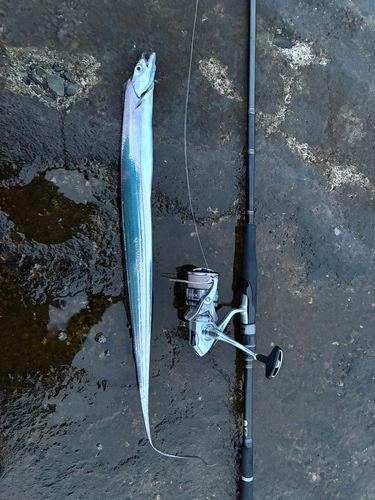 タチウオの釣果