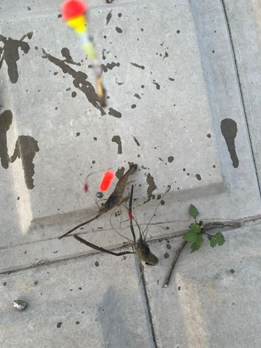 テナガエビの釣果