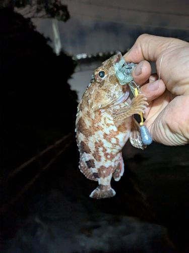 アラカブの釣果