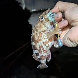 アラカブ