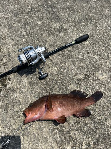 キジハタの釣果