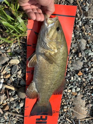 スモールマウスバスの釣果