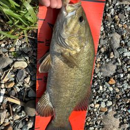 スモールマウスバス