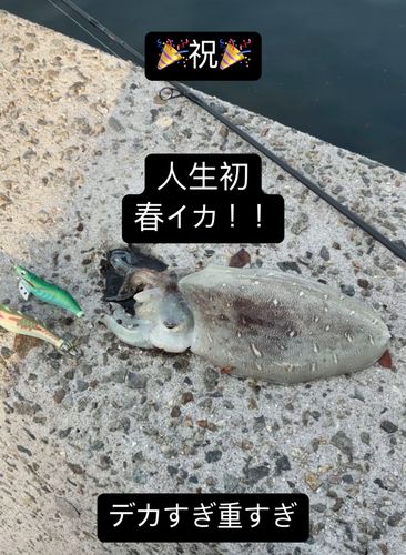 モンゴウイカの釣果