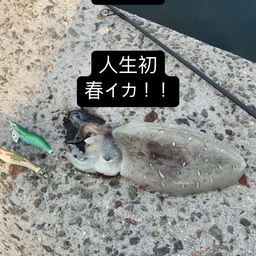 モンゴウイカ