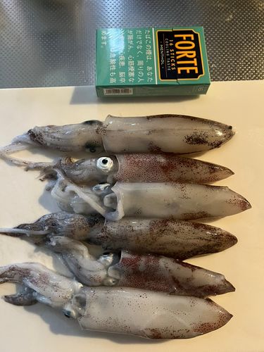 マメイカの釣果