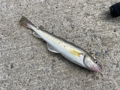 コマイの釣果