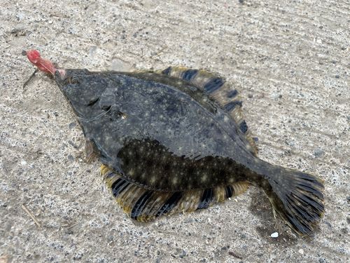 カワガレイの釣果