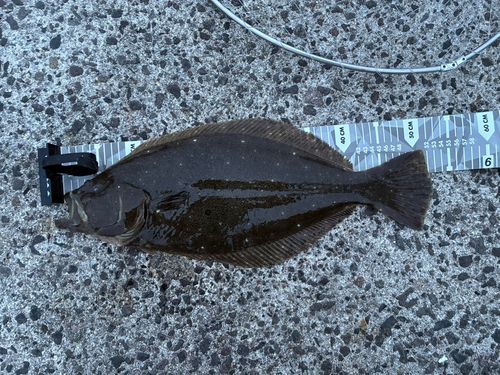 ヒラメの釣果