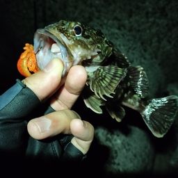 カサゴ