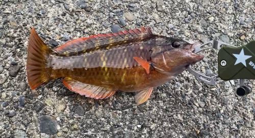 アカササノハベラの釣果