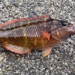 アカササノハベラ