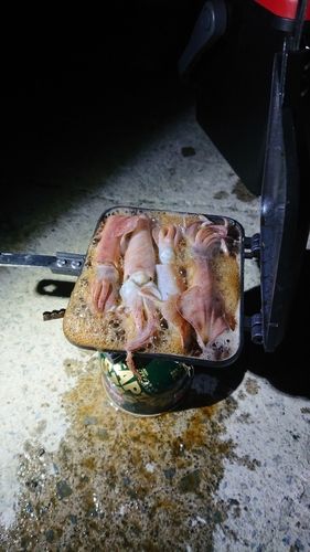 ヒイカの釣果