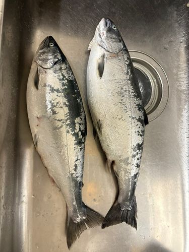 サクラマスの釣果