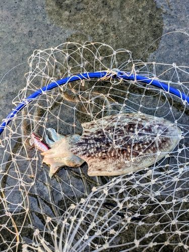 コウイカの釣果