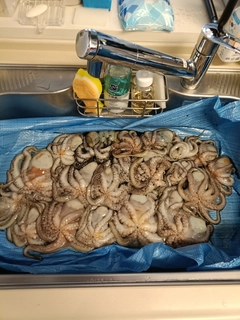 タコの釣果