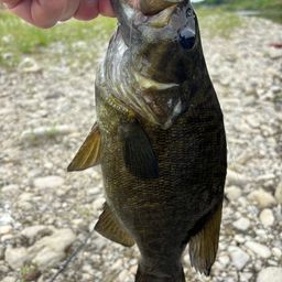 スモールマウスバス