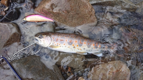 アマゴの釣果