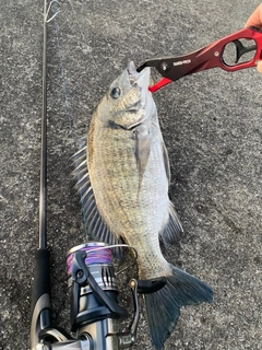 ミナミクロダイの釣果