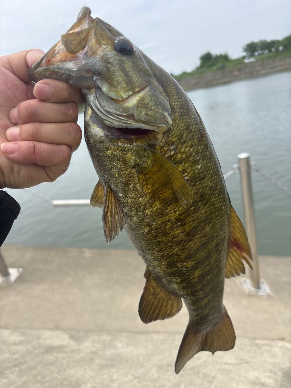 スモールマウスバス