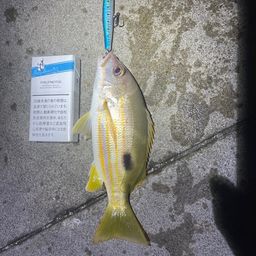 クロホシフエダイ